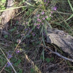 Glycine clandestina at Hackett, ACT - 4 Oct 2021