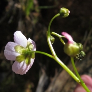 Drosera auriculata at Acton, ACT - 4 Oct 2021