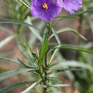 Solanum linearifolium at Deakin, ACT - 30 Sep 2021 04:57 PM