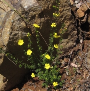 Hibbertia calycina at Acton, ACT - 4 Oct 2021