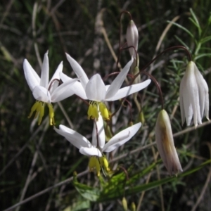 Stypandra glauca at Acton, ACT - 4 Oct 2021 11:25 AM