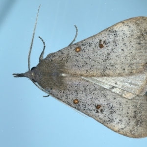 Rhapsa suscitatalis at Ainslie, ACT - 28 Sep 2021