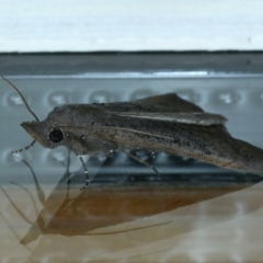 Rhapsa suscitatalis at Ainslie, ACT - 28 Sep 2021