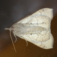 Rhapsa suscitatalis at Ainslie, ACT - 28 Sep 2021