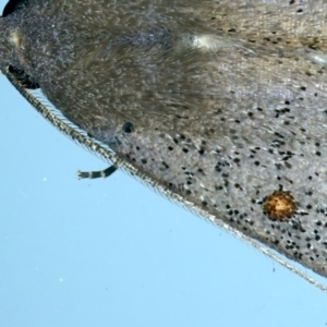 Rhapsa suscitatalis at Ainslie, ACT - 28 Sep 2021