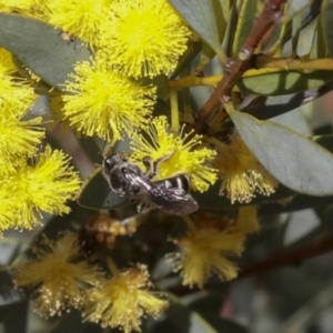 Lasioglossum (Chilalictus) sp. (genus & subgenus) at Bruce, ACT - 27 Sep 2021