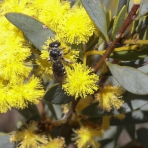 Lasioglossum (Chilalictus) sp. (genus & subgenus) at Bruce, ACT - 27 Sep 2021