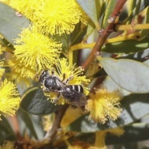 Lasioglossum (Chilalictus) sp. (genus & subgenus) at Bruce, ACT - 27 Sep 2021