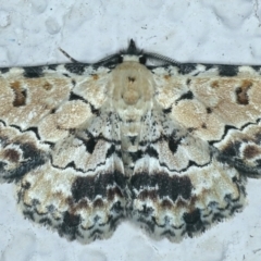 Sandava scitisignata (A noctuid moth) at Ainslie, ACT - 28 Sep 2021 by jbromilow50