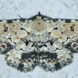 Sandava scitisignata at Ainslie, ACT - 28 Sep 2021