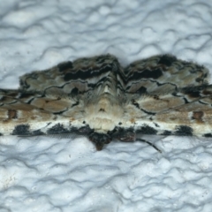 Sandava scitisignata at Ainslie, ACT - 28 Sep 2021