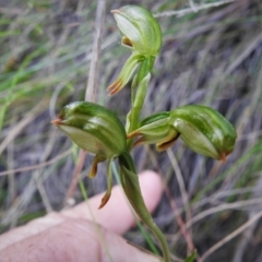 Bunochilus montanus (ACT) = Pterostylis jonesii (NSW) (Montane Leafy Greenhood) at Paddys River, ACT - 4 Oct 2021 by JohnBundock
