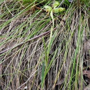 Bunochilus montanus at Paddys River, ACT - 4 Oct 2021