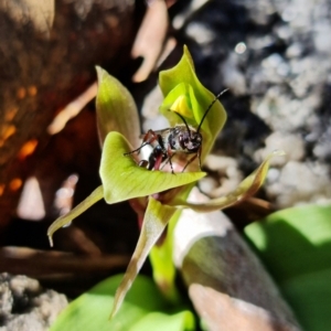 Tiphiidae (family) at Tennent, ACT - 4 Oct 2021