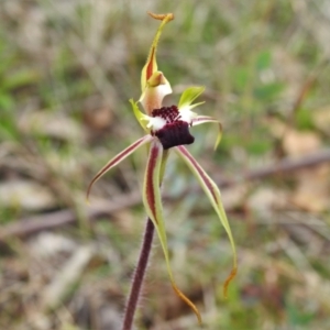 Caladenia parva at Paddys River, ACT - suppressed