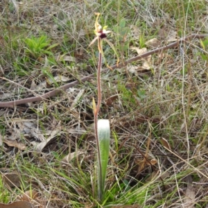 Caladenia parva at Paddys River, ACT - suppressed