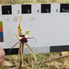 Caladenia parva at Paddys River, ACT - suppressed