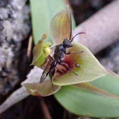 Chiloglottis valida (Large Bird Orchid) at Tennent, ACT - 4 Oct 2021 by AnneG1