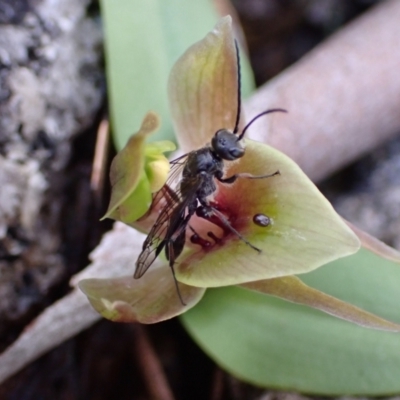 Chiloglottis valida (Large Bird Orchid) at Tennent, ACT - 4 Oct 2021 by AnneG1