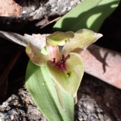 Chiloglottis valida at Tennent, ACT - suppressed