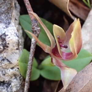 Chiloglottis valida at Tennent, ACT - suppressed