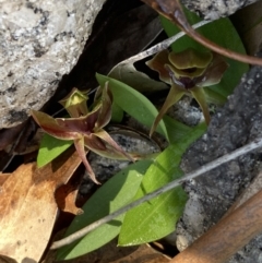 Chiloglottis valida at Tennent, ACT - suppressed