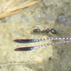 Formicidae (family) (Unidentified ant) at Booth, ACT - 3 Oct 2021 by Christine