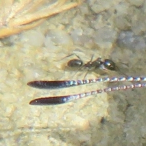 Formicidae (family) at Booth, ACT - suppressed