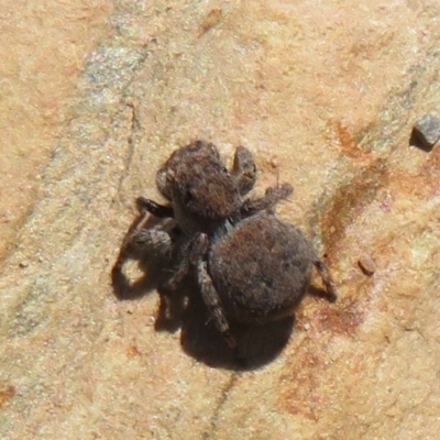 Unidentified Spider (Araneae) at Booth, ACT - 3 Oct 2021 by Christine