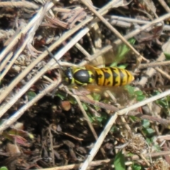Vespula germanica (European wasp) at Booth, ACT - 2 Oct 2021 by Christine