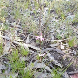 Caladenia fuscata at Tralee, NSW - 4 Oct 2021