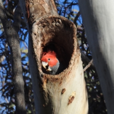 Callocephalon fimbriatum (Gang-gang Cockatoo) at Acton, ACT - 4 Oct 2021 by HelenCross
