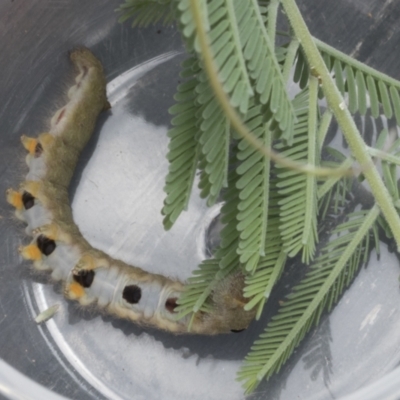 Pararguda nasuta (Wattle Snout Moth) at Umbagong District Park - 9 Feb 2021 by AlisonMilton