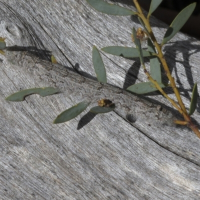 Pararguda nasuta (Wattle Snout Moth) at Bruce Ridge to Gossan Hill - 27 Sep 2021 by AlisonMilton