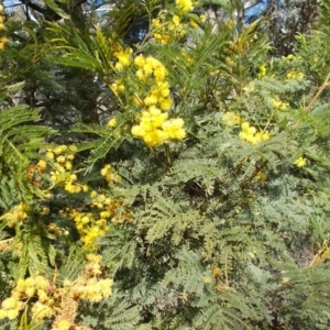 Acacia decurrens at Tralee, NSW - 4 Oct 2021 03:37 PM