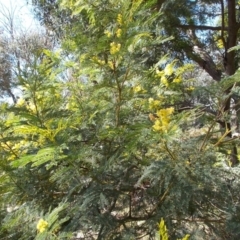 Acacia decurrens at Tralee, NSW - 4 Oct 2021 03:37 PM
