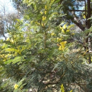 Acacia decurrens at Tralee, NSW - 4 Oct 2021 03:37 PM