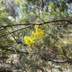 Acacia decurrens at Tralee, NSW - 4 Oct 2021 03:37 PM