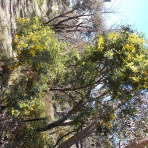 Acacia decurrens at Tralee, NSW - 4 Oct 2021 03:37 PM