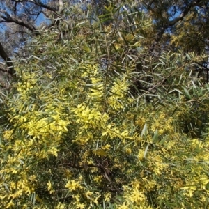 Acacia longifolia at Tralee, NSW - 4 Oct 2021 03:39 PM