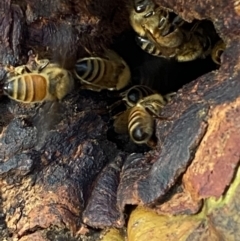 Apis mellifera (European honey bee) at Mount Jerrabomberra QP - 4 Oct 2021 by Steve_Bok