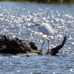 Ardea alba (Great Egret) at Fyshwick, ACT - 4 Oct 2021 by RodDeb