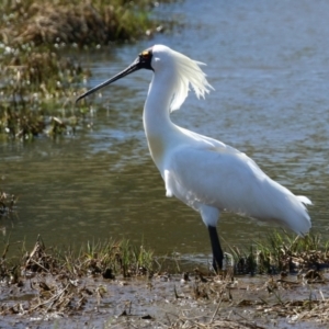 Platalea regia at Fyshwick, ACT - 4 Oct 2021 02:28 PM