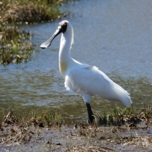 Platalea regia at Fyshwick, ACT - 4 Oct 2021 02:28 PM