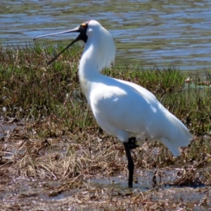 Platalea regia at Fyshwick, ACT - 4 Oct 2021 02:28 PM