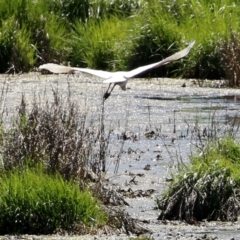 Platalea regia at Fyshwick, ACT - 4 Oct 2021 02:28 PM