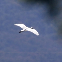 Platalea regia at Fyshwick, ACT - 4 Oct 2021 02:28 PM