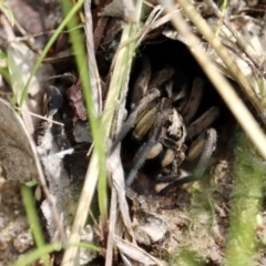 Tasmanicosa sp. (genus) (Tasmanicosa wolf spider) at Isaacs Ridge and Nearby - 3 Oct 2021 by YellowButton