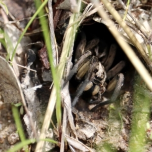 Tasmanicosa sp. (genus) at Isaacs, ACT - 3 Oct 2021