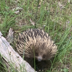 Tachyglossus aculeatus (Short-beaked Echidna) at Springdale Heights, NSW - 3 Oct 2021 by WingsToWander